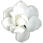 magnolia-jwc